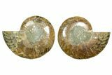 Cut & Polished Ammonite Fossil - Madagascar #364777-1